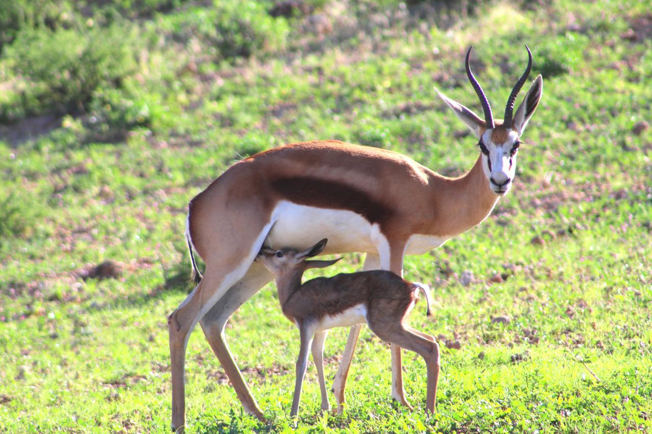 Kgalagadi Lodge Askham 外观 照片