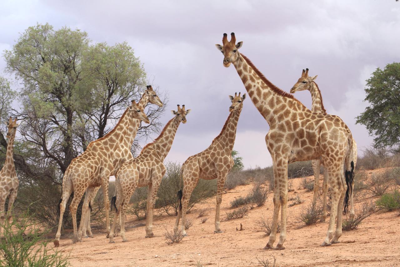 Kgalagadi Lodge Askham 外观 照片